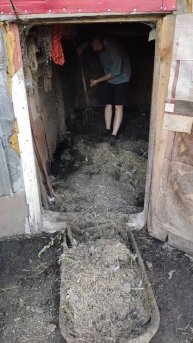 Заканчиваю кидать куриный навоз в корыто