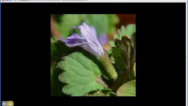 Glechoma hederacea | Ground Ivy (Part 1 of 2)