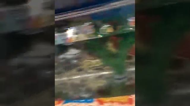 НОВАЯ рыбка Нэмо