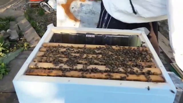 #2 28 04 18 Пересаживаю семьи в улья из пенополистирола, ППС, ЭППС