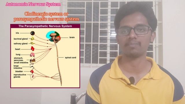 #4 Autonomic Nervous System in Tamil | Vasanth Murugesan