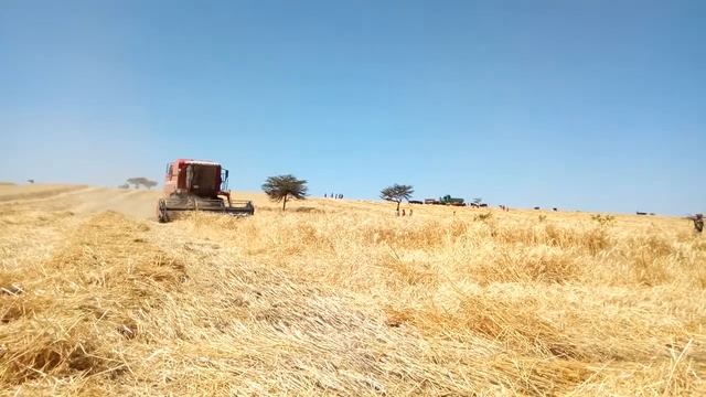 Qamadii Lolee part 1