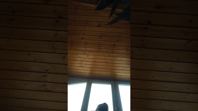 Как посадить лимон