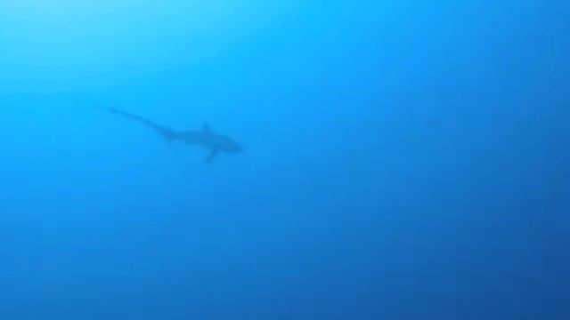 2010 dive safari egypt