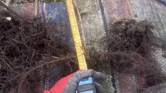 фундук ЦІННИЙ ВЕББА+ відводки