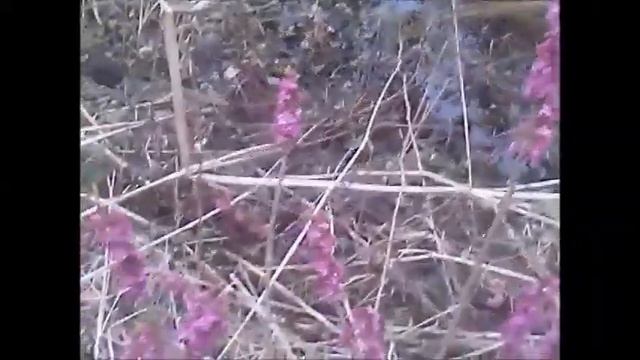 How in early spring flowering bush "Daphne mezereum" with pink flowers.