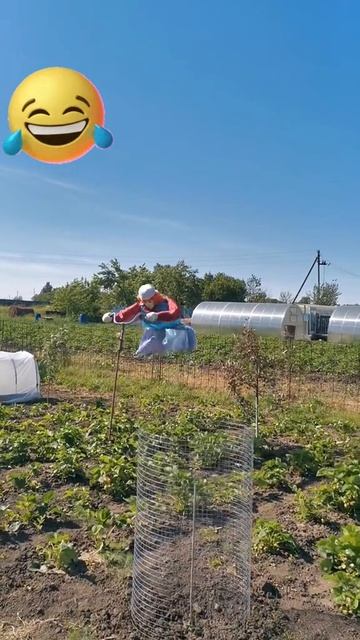 Скоро на всех огородах 😅