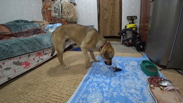 С днём рожденья Пэкс, 1 год ему