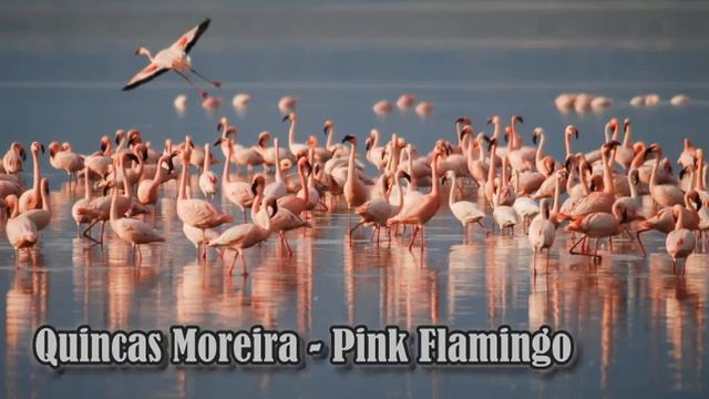 Quincas Moreira - Pink Flamingo