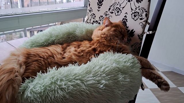Не калачиком 🛏🐈