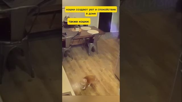 Смешные животные!)