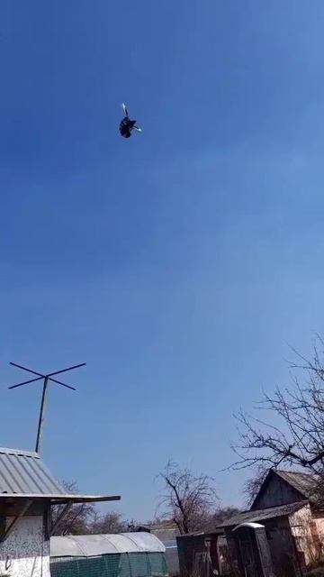 Красивый голубь красуется и делает кульбиты