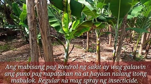 BANANA BUNCHY TOP DISEASE paano puksain? | May mabilis na solusyon dyan