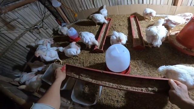 pwede nang iharvest,.. 3 weeks old broiler chicken farming 🙂