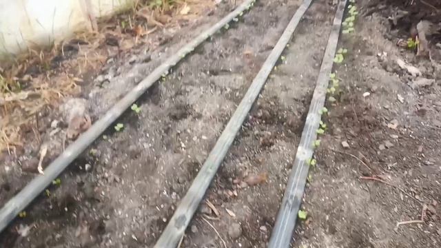 как всходит моя редиска, редиска под капельный полив