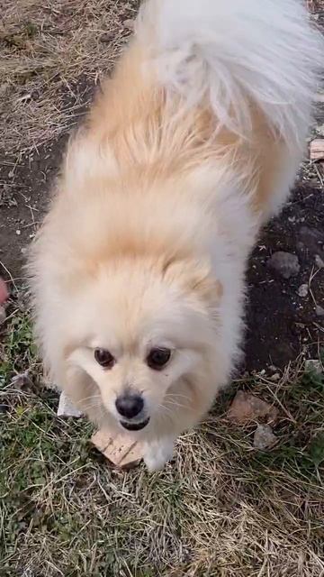 ✅️ Обзор 🐶 Шпица 😍🤗 #горы #приключения #путешествия #природа #поход #адыгея #nature #shorts