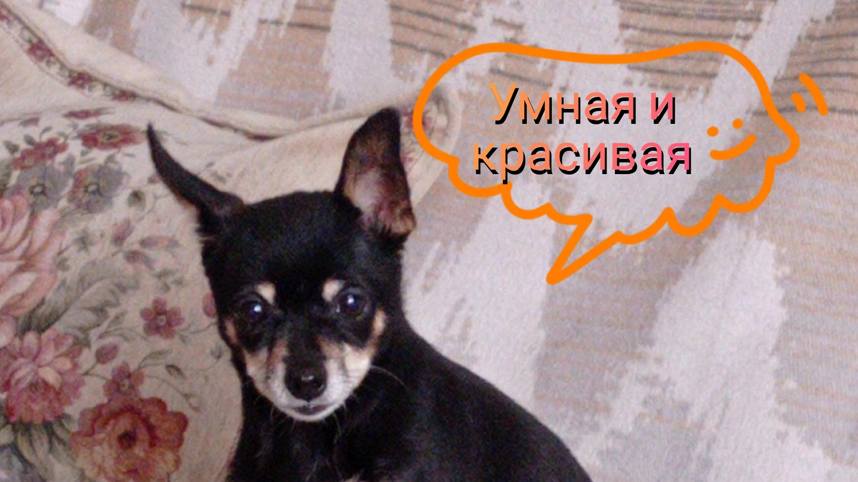 жизнь в Сибири/старенькая Алиса/петух без хвоста