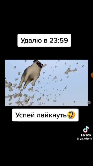 я всë умею