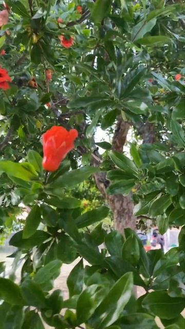 ГРАНАТ ЗРЕЕТ ФРУКТОВОЕ ДЕРЕВО POMEGRANATE TREE #shorts #pomegranate #garden #tree #гранаты #дерево