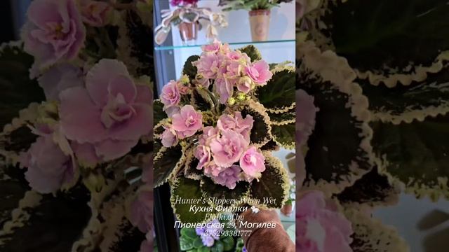 Студия "Кухня Фиалки " 🐇 и наши воспитанницы: КФ-Китайский Трюфель,  Н-Белый Танец химера КФ,  Hunt