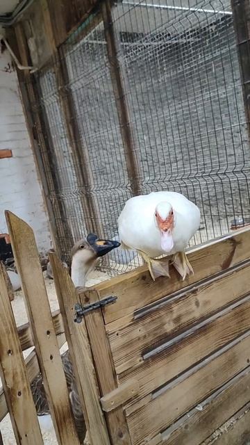 Сладкая парочка