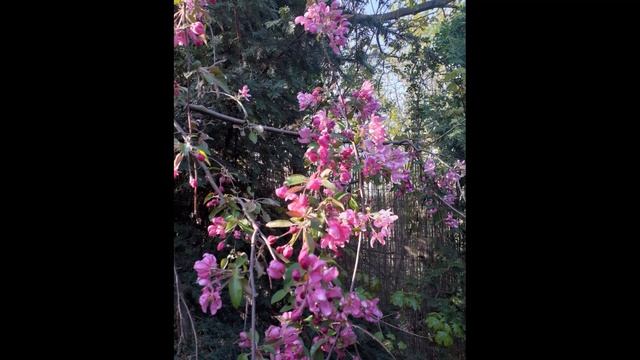 Apple tree flower