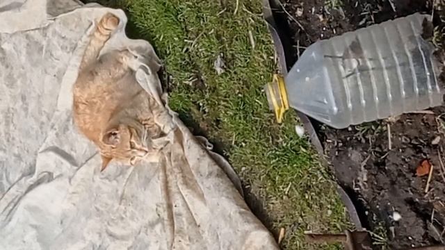 Весна ,###⛅⛅⛅☀️☀️☀️Солнца ☀️ Рыжий кот 🐱🐈🐈