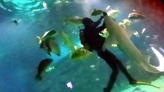 ШИкарное подводное шоу