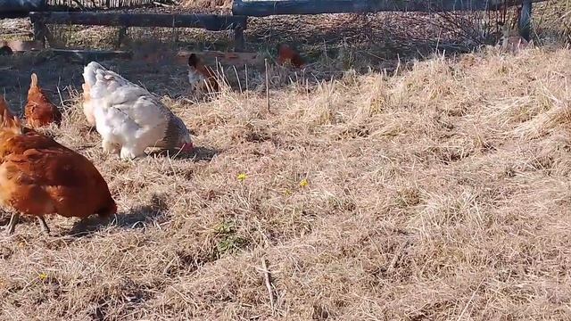 Заложила второй инкубатор. Решила поменять петухов.