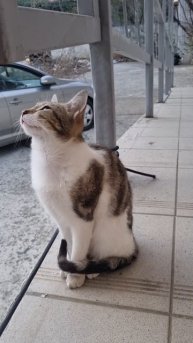 Котенок мальчик в добрые руки