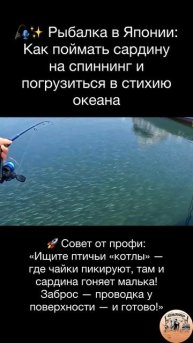 Рыбалка в Японии: Как поймать сардину на спиннинг и погрузиться в стихию океана