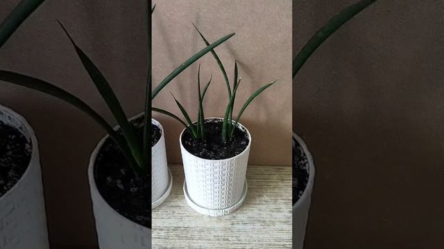 Пробежалась по цветочкам☘️🌿🌺. Начала понемногу пересаживать.