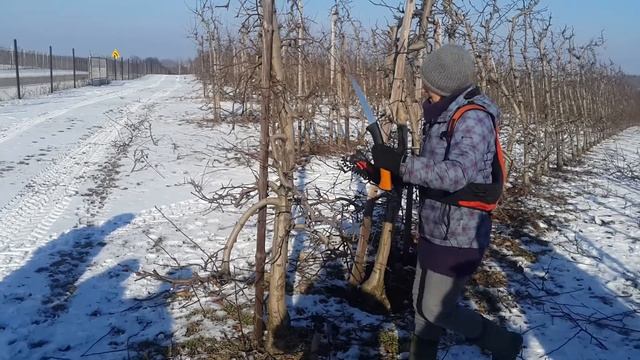 Обрізка на клик сад на м9 Ліпницька