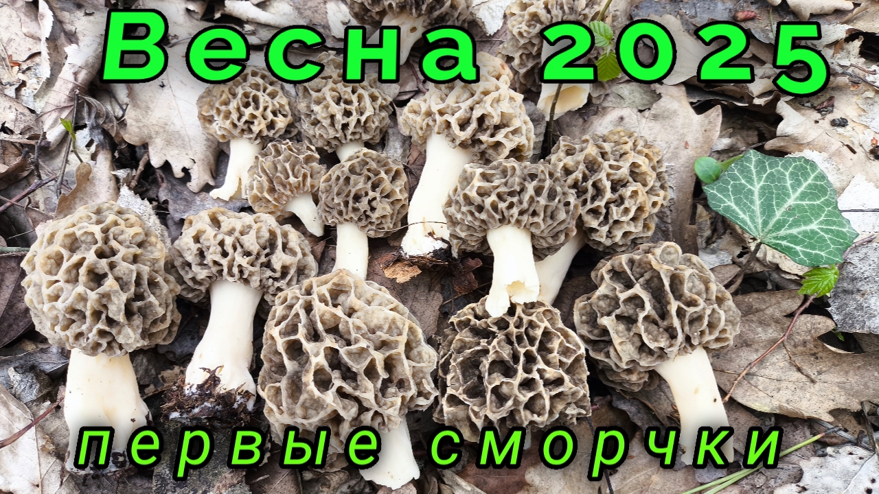 Первые сморчки весеннего леса