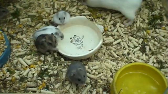 МОРСКАЯ СВИНКА С ДЖУНГАРСКИМИ ХОМЯЧКАМИ на утреннем водопое!