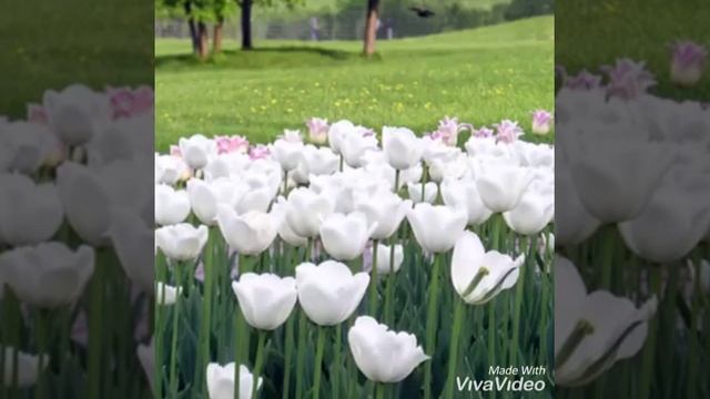 Язгы моңым - Ильнар Миранов