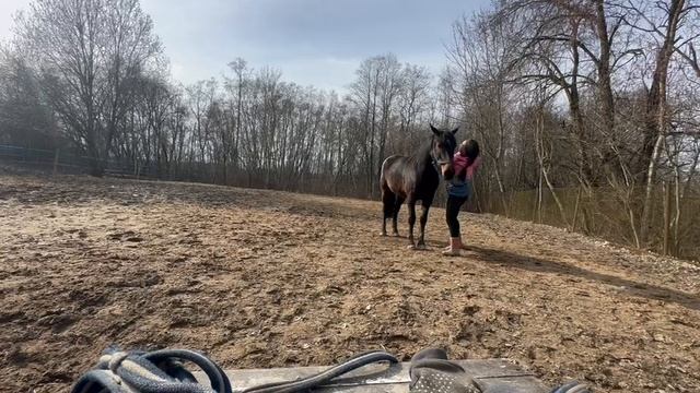 Майла.Онлайн ученик Horse Familу