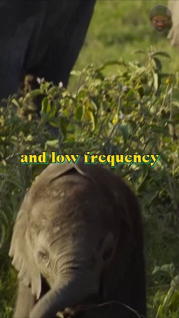 Elephant Whispers: Unheard Low-Frequency Communication Secrets #shorts #elephant