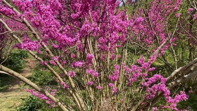 Цветущий Адлер в конце марта.