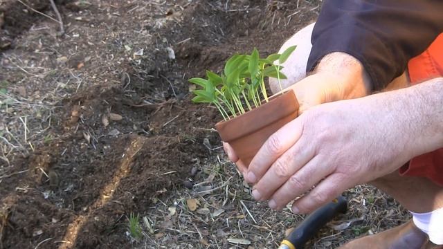 Chia Chef's Garden Update Review | EpicReviewGuys