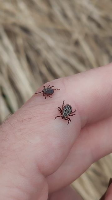 Клещи атакуют!