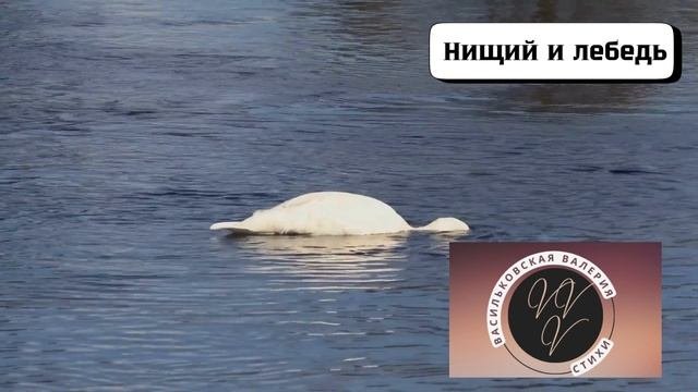 Нищий и лебедь