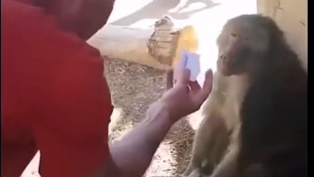 Крутые приколы с кошками и котами  Весёлые подборки видео про животных для детей и взрослых