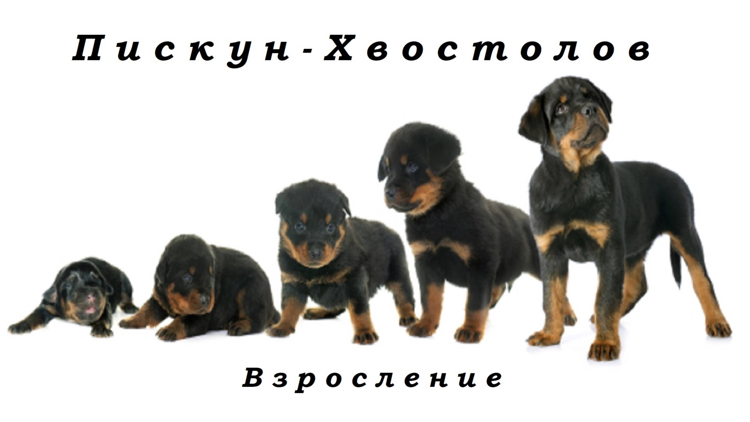 #Цвергпинчер #Фокс Пискун - Хвостолов