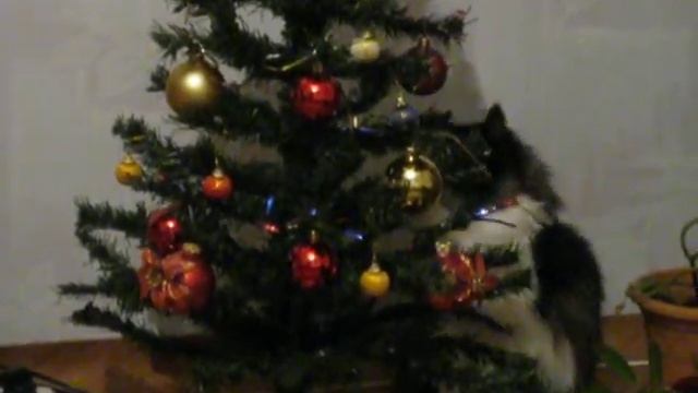 Кошка Даша и елочные игрушки!!