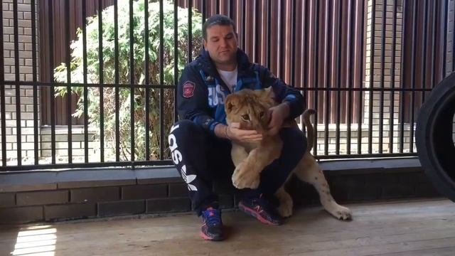 Mihail tiger compilation #6