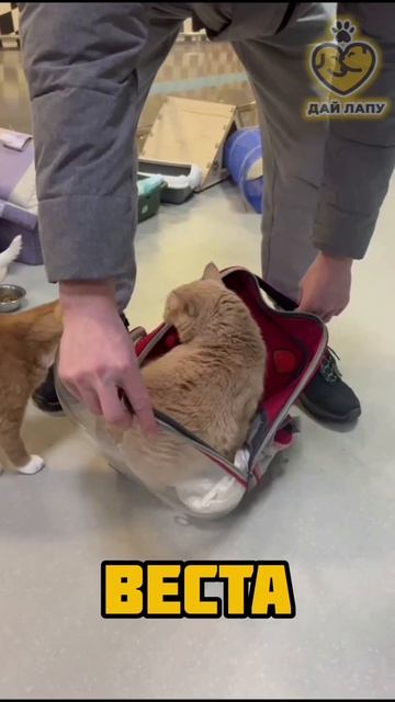 Новая кошечка в котариуме