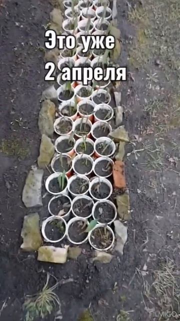 Результат всходов после зимы (тюльпаны)