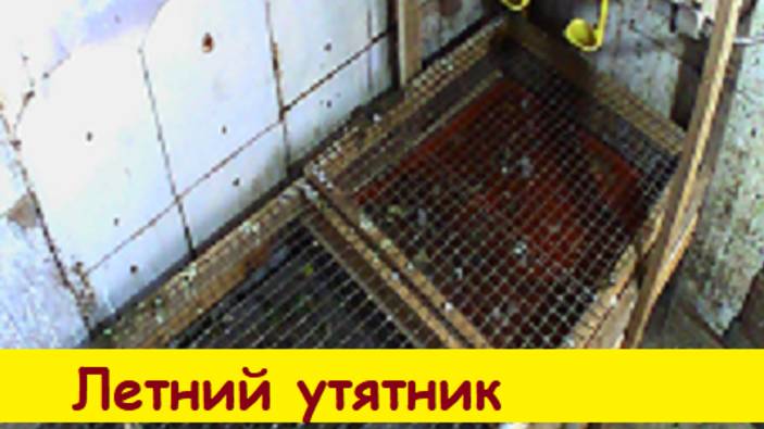 Летний утятник
