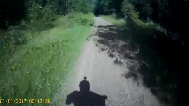 Утро в сосновом лесу ч.2.